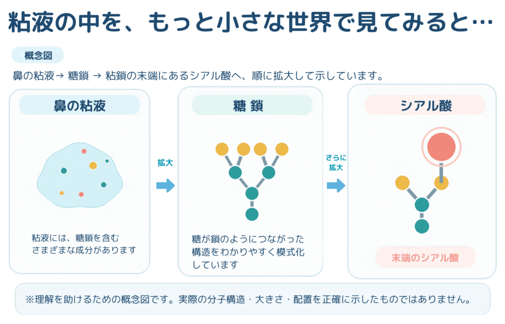 粘液などに存在する糖鎖と末端のシアル酸のイメージ