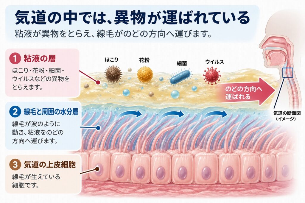 気道の粘液がほこりやウイルスなどの異物をとらえ、線毛の動きによってのどの方向へ運ぶ仕組みを示した図解